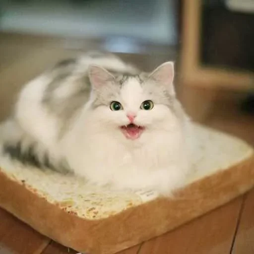 😼 Стикер «closticks6!» для Telegram