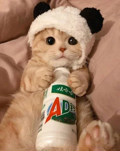 😼 Стикер «closticks9!» для Telegram