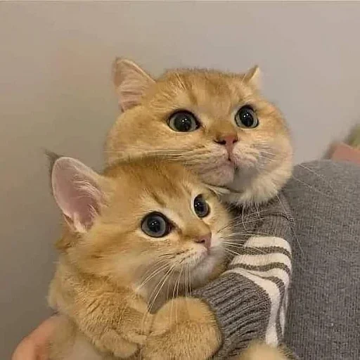 ❤️ Стикер «closticks9!» для Telegram