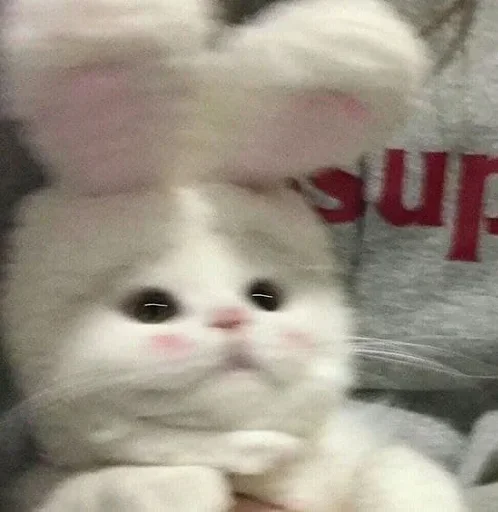 🥺 Стикер «closticks9!» для Telegram