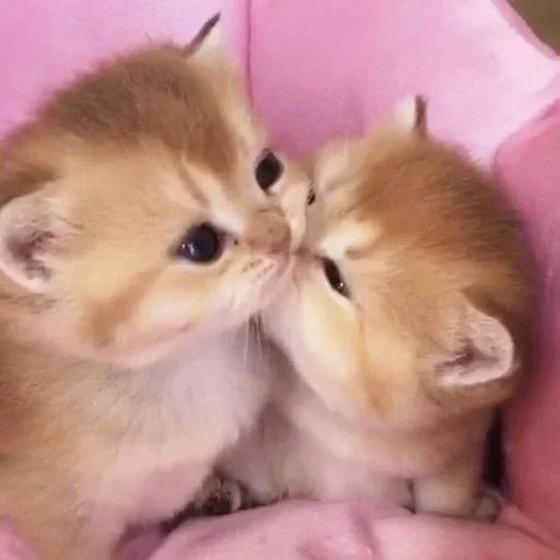 ❤️ Стикер «closticks9!» для Telegram