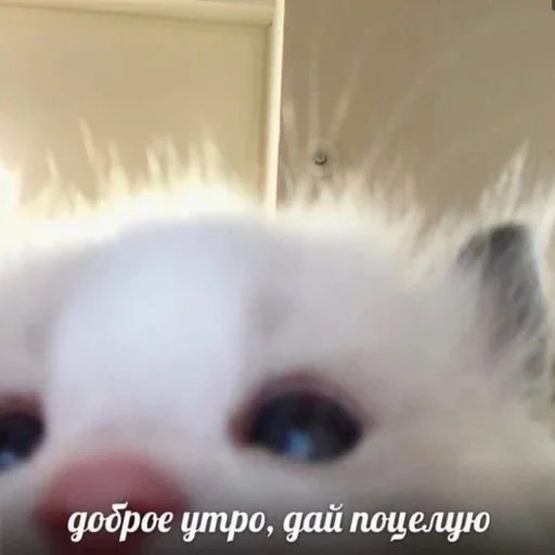 Стикерпак closticks4! для Telegram — скачать