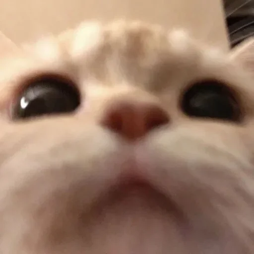 🙂 Стикер «closticks4!» для Telegram