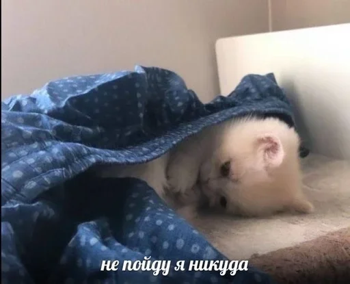 😶 Стикер «closticks4!» для Telegram