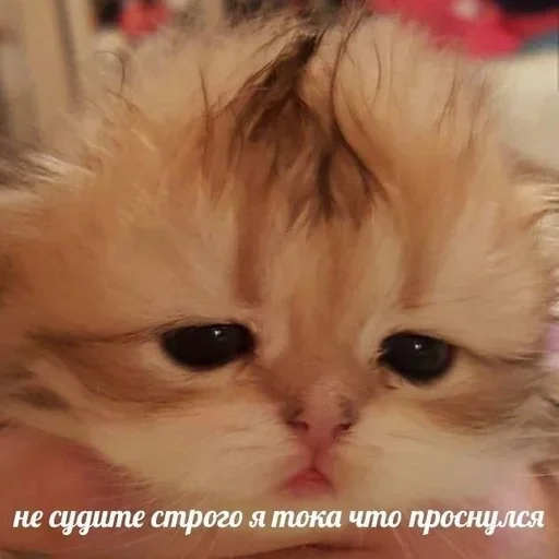 ☹️ Стикер «closticks4!» для Telegram
