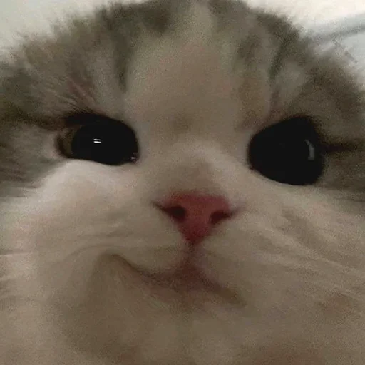 😼 Стикер «closticks3!» для Telegram