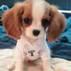 🌟 Эмодзи «Собачьки» для Telegram