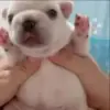 🌟 Эмодзи «Собачьки» для Telegram