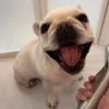 🌟 Эмодзи «Собачьки» для Telegram