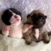 🌟 Эмодзи «Собачьки» для Telegram