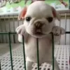🌟 Эмодзи «Собачьки» для Telegram