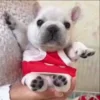🌟 Эмодзи «Собачьки» для Telegram
