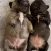 🌟 Эмодзи «Собачьки» для Telegram