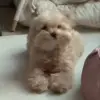 🌟 Эмодзи «Собачьки» для Telegram