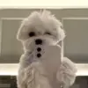 🌟 Эмодзи «Собачьки» для Telegram
