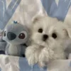 🌟 Эмодзи «Собачьки» для Telegram