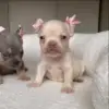 🌟 Эмодзи «Собачьки» для Telegram
