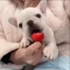 🌟 Эмодзи «Собачьки» для Telegram