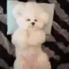 🌟 Эмодзи «Собачьки» для Telegram