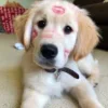 🌟 Эмодзи «Собачьки» для Telegram