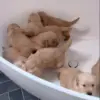 🌟 Эмодзи «Собачьки» для Telegram