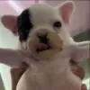 🌟 Эмодзи «Собачьки» для Telegram
