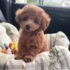 🌟 Эмодзи «Собачьки» для Telegram