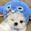 🌟 Эмодзи «Собачьки» для Telegram