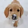 🌟 Эмодзи «Собачьки» для Telegram