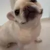 🌟 Эмодзи «Собачьки» для Telegram