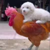 🌟 Эмодзи «Собачьки» для Telegram