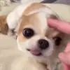 🌟 Эмодзи «Собачьки» для Telegram
