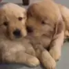 🌟 Эмодзи «Собачьки» для Telegram