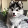 🌟 Эмодзи «Собачьки» для Telegram