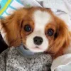 🌟 Эмодзи «Собачьки» для Telegram