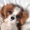 🌟 Эмодзи «Собачьки» для Telegram