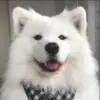 🌟 Эмодзи «Собачьки» для Telegram