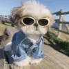 🌟 Эмодзи «Собачьки» для Telegram