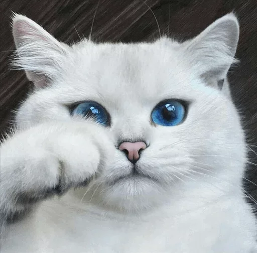 Стикерпак Co Cat для Telegram — скачать
