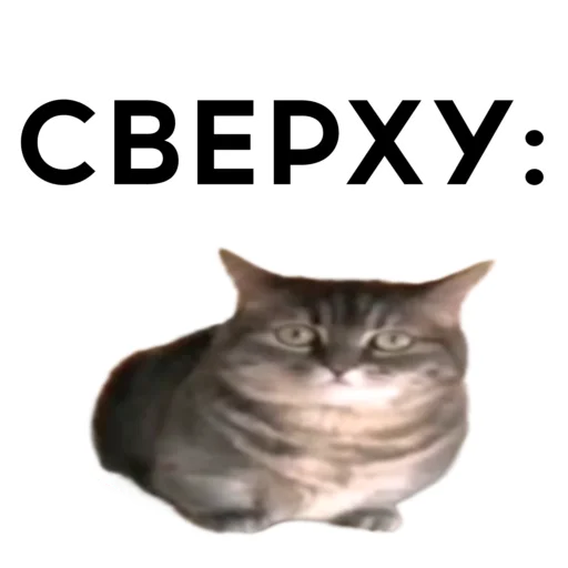 Стикерпак кокоа для Telegram — скачать
