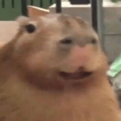 Стикерпак Capybara? для Telegram — скачать