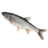 🐟 Эмодзи «Кетчуп» для Telegram