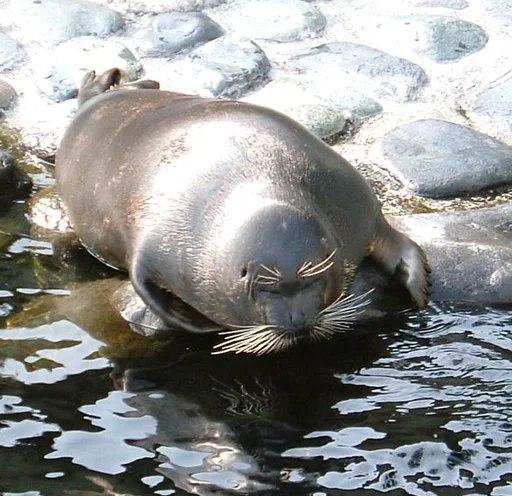 😞 Стикер «Seals Тюлени» для Telegram