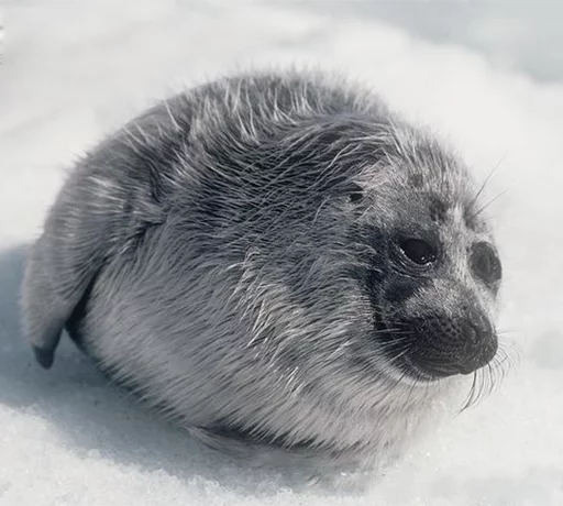 😭 Стикер «Seals Тюлени» для Telegram