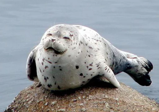 😁 Стикер «Seals Тюлени» для Telegram