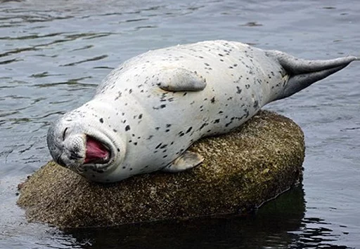 😆 Стикер «Seals Тюлени» для Telegram