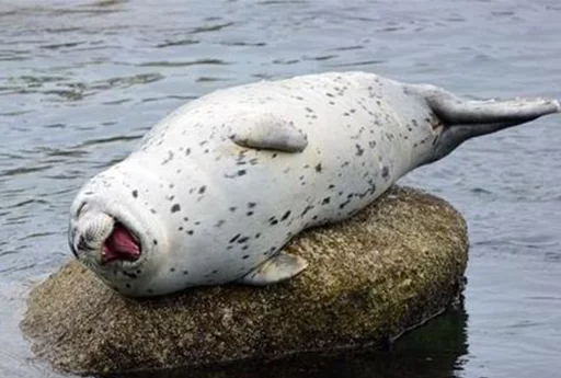 😆 Стикер «Seals Тюлени» для Telegram