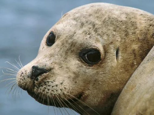 😒 Стикер «Seals Тюлени» для Telegram