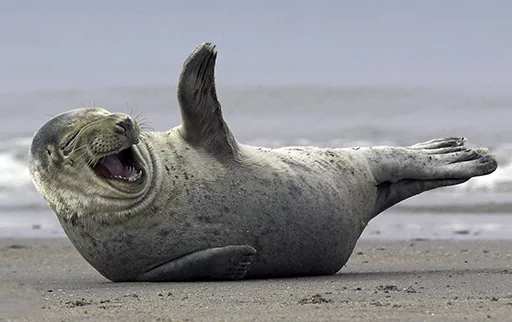 😂 Стикер «Seals Тюлени» для Telegram