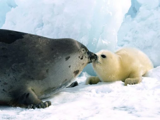 😚 Стикер «Seals Тюлени» для Telegram